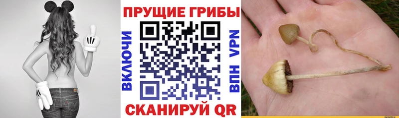 Псилоцибиновые грибы GOLDEN TEACHER  Шарыпово 
